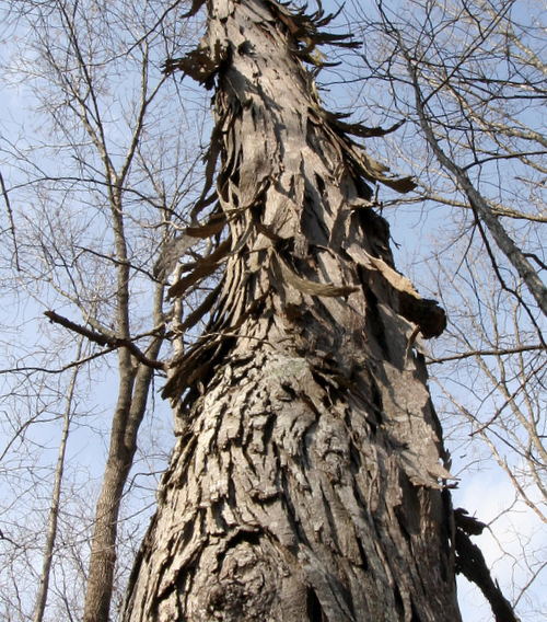 Zwisaj�ce pasy kory na pniu orzesznika