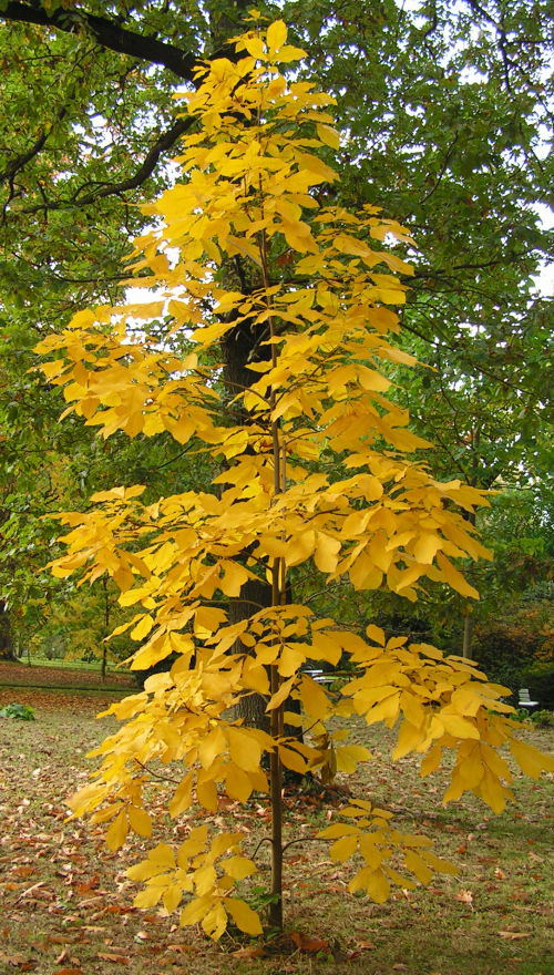 15-letni orzesznik pi�ciolistkowy