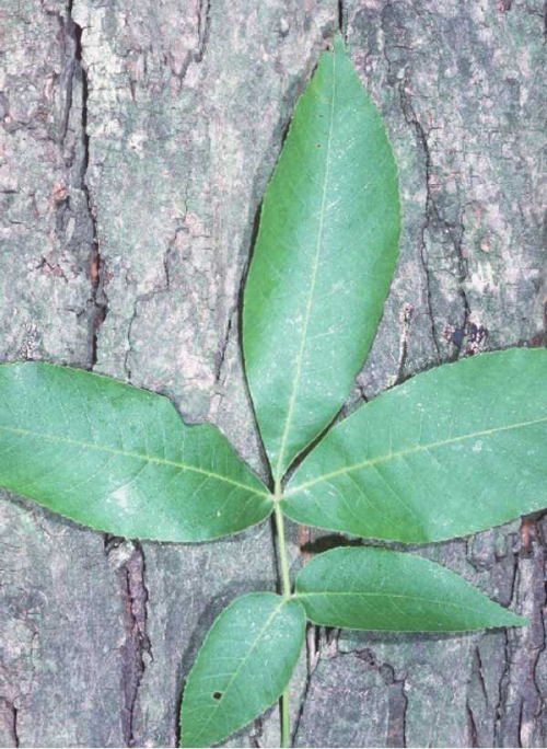 Li�� orzesznika pi�ciolistkowego