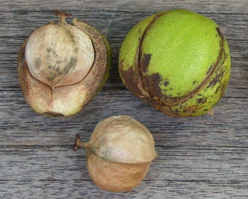 Carya ovata - owoce