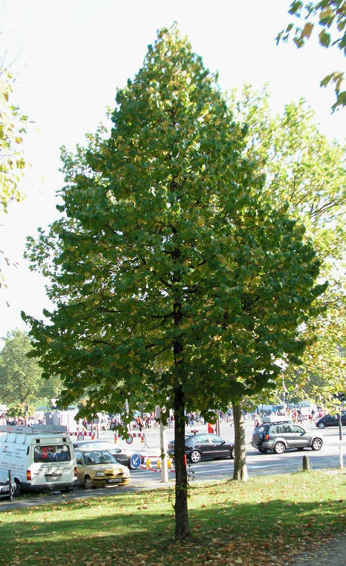 Leszczyny tureckie maj� bardzo regularne, sto�kowate korony.