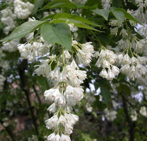Kwiaty k�okoczki kolchidzkiej