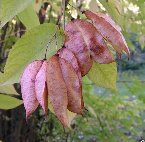 K�okoczka kolchidzka - torebki nasienne