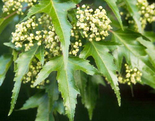 Klon ginnala - pachnące, nektarodajne kwiatki