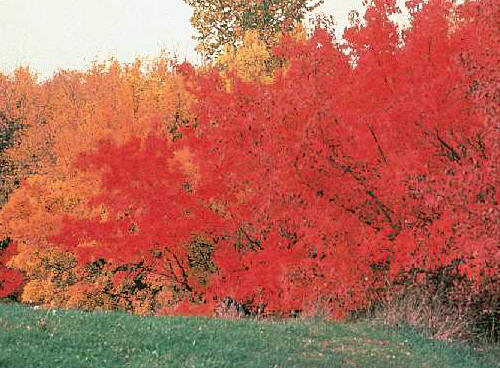Klony ginnala jesienią