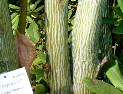 Pr��kowana kora klonu pensylwa�nskiego