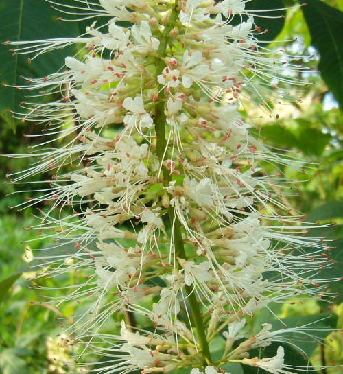 Kasztanowiec drobnokwiatowy - kwiatki z czterocentymetrowymi prcikami