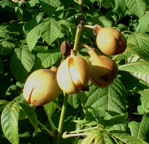 U nas owoce kasztanowca drobnokwiatowego dojrzewaj tylko po dugim, ciepym lecie - ostatnio coraz czciej)