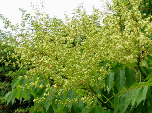 Bożodrzew,kwiaty męskie