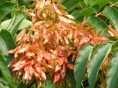 Bożodrzew, młode owoce