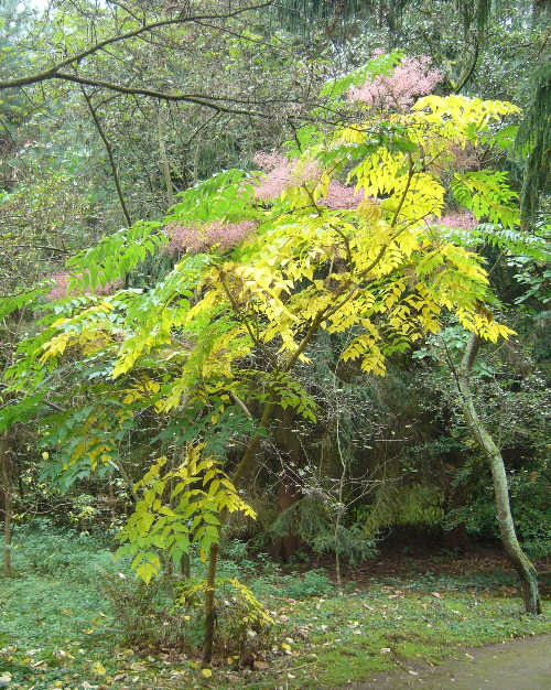 Aralia wysoka