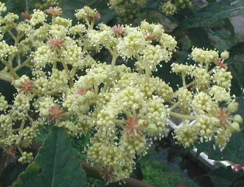 Aralia wysoka - fragment kwiatostanu