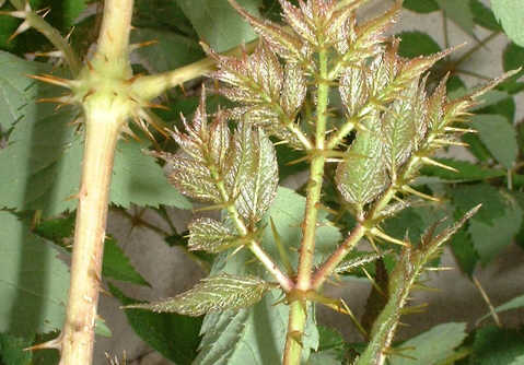 Aralia wysoka - listki m�odej ro�liny