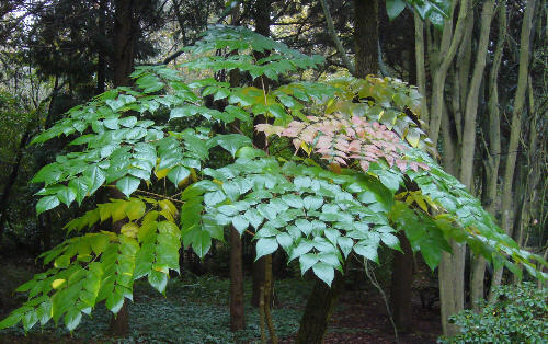 Araliowy parasol z liści