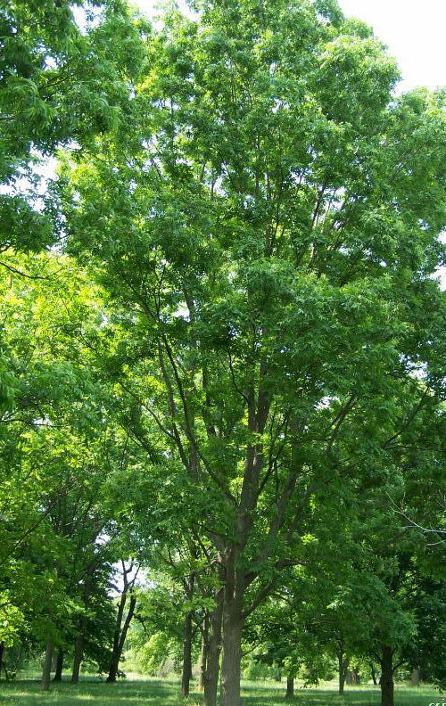 Pekan - stuletnie drzewo