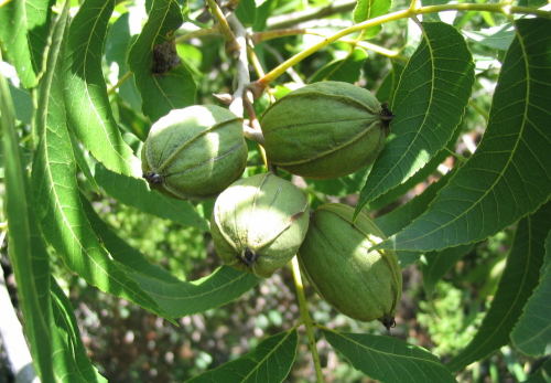 4-6 cm dugie owoce wisz po kilka na dugich szypukach