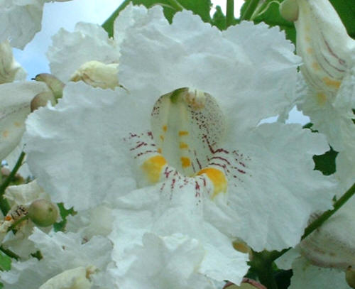 Surmia wielkokwiatowa ma największe i najjaśniejsze kwiaty spośród wszystkich surmii
