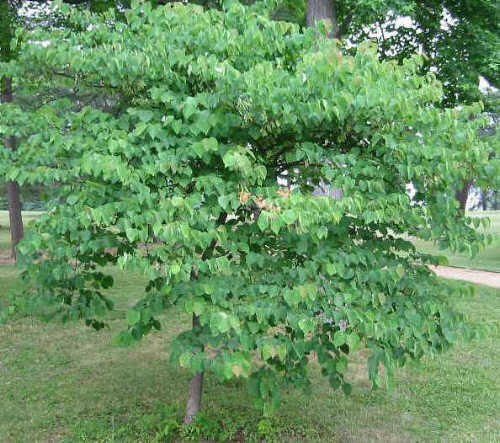 Judaszowiec kanadyjski, około 15-letnie drzewko