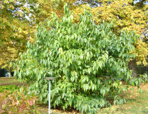 Zimokwiat wczesny -pokrój