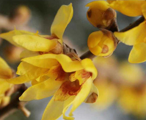 Zimokwiat wczesny - kwiatki