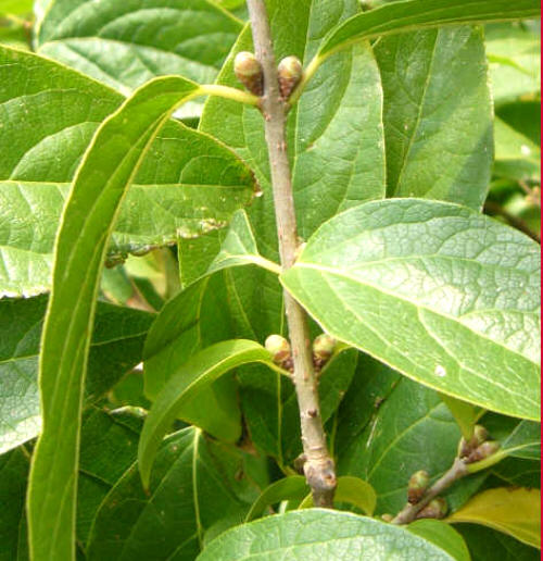 Zimokwiat - pęd z kulistymi pąkami kwiatowymi