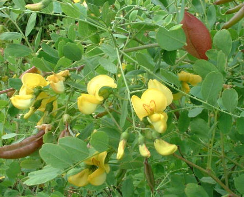 Do samej jesieni na krzewach rozkwitaj� wci�� nowe kwiatki i rosn� zaczerwienione str�czki.