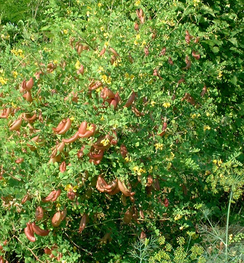 W lipcu zaczyna dominowa� czerwie� str�k�w.