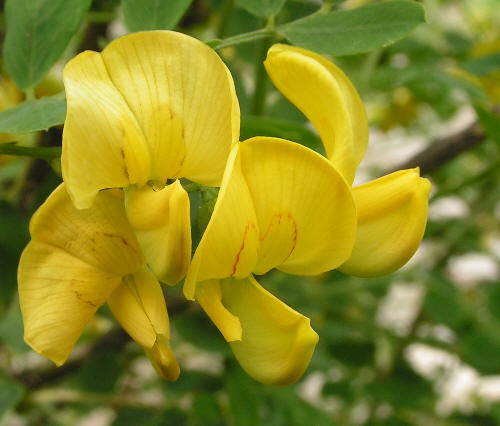 Kwiatki moszenek maj� oko�o 2 centymetry d�ugo�ci.