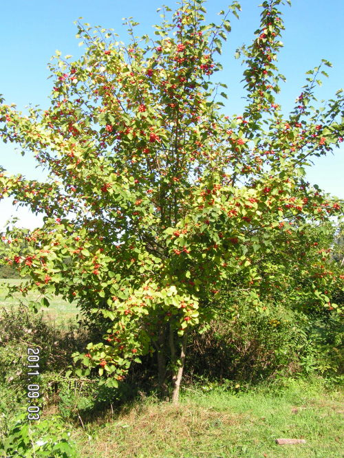 G��g szkar�atny, m�ode drzewko.