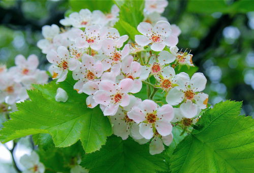 G��g szkar�atny, kwiaty