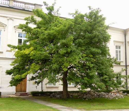 Stary g��g szkar�atny