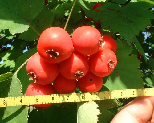 Pyszne owoce maj� 2 cm �rednicy