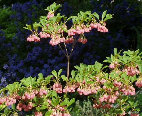 Enkiant podczas kwitnienia - charakterystyczny uk�ad ga��zek.