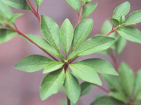 Enkiant - rozetka li�ci na wierzcho�ku p�du.