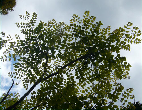 Ogromne liście kłęka kanadyjskiego na tle nieba