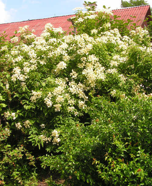 Hortensja miękkowłosa, czterometrowy krzew.