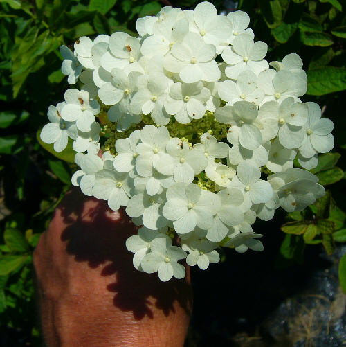 Hortensja miękkowłosa.