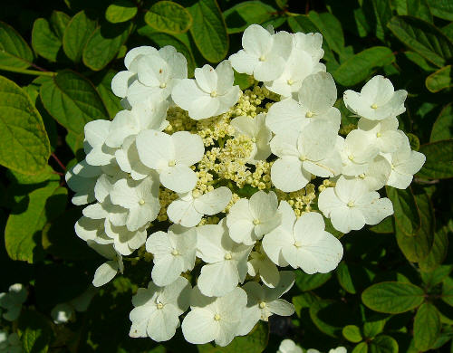 Nieregularny kwiatostan hortensji o zaokrąglonych liściach.