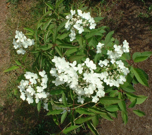 Regularnie kwitną już małe krzewy.