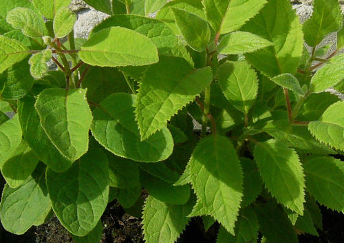 Hortensja miękkowłosa, odmiany o różnym kształcie liści .