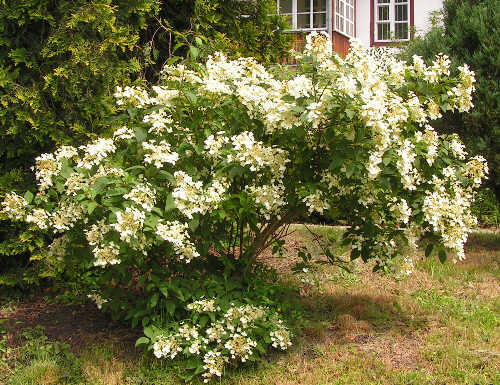 Hortensja miękkowłosa podczas kwitnienia.