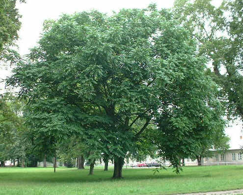 Orzech szary - 30-letnie drzewo