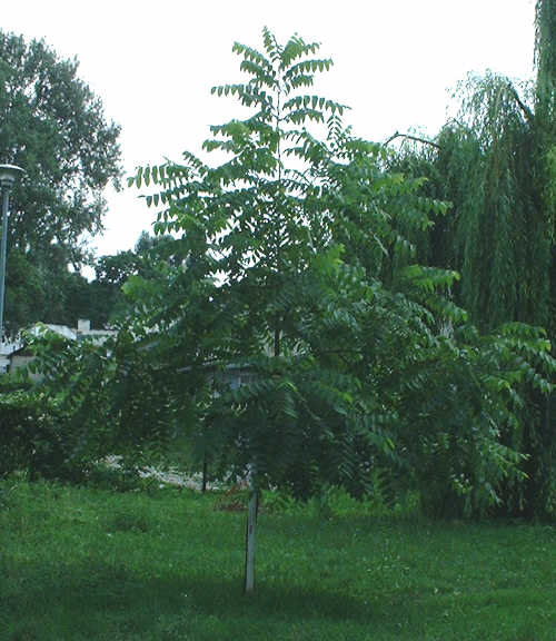 Młode orzechy mają regularną, stożkowatą koronę, na zdjęciu ośmioletnie drzewko.
