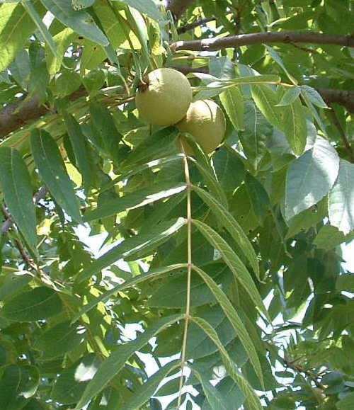 Orzech czarny: 60-centymetrowe liście i 6-centymetrowe, kuliste owoce.
