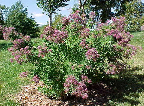 Lespedeza - pokrój krzewu