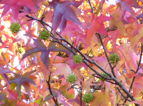 Licie i owoce ambrowca amerykaskiego jesieni