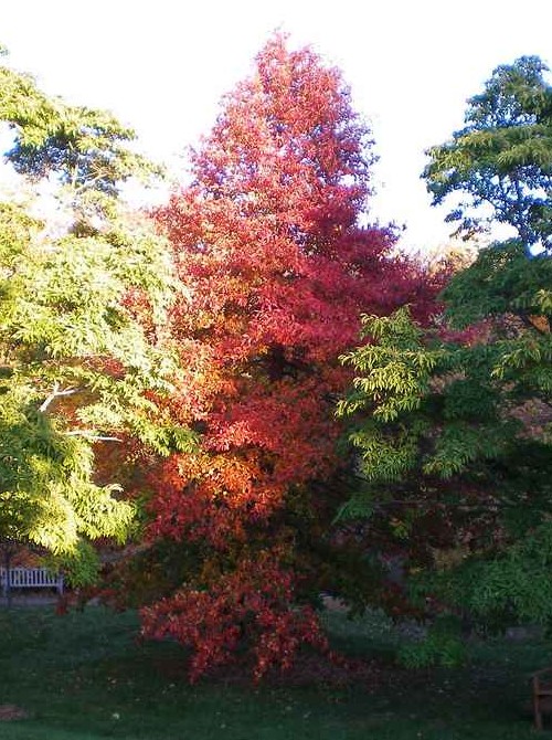 Błotnia - jesienią pięknie przebarwia się wcześniej niż inne drzewa.