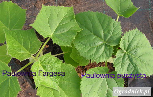 M�ode listki paulowni puszystej i paulowni Fargesa