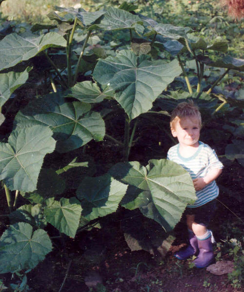 Czteromiesi�czne paulownie w surowym klimacie G�r �wi�tokrzyskich