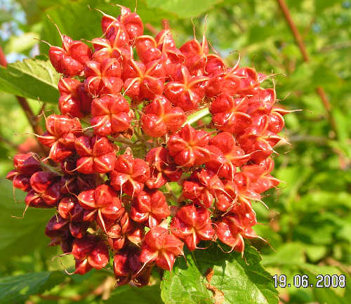 Pcherznica - jaskrawoczerwone owocki z drobnymi nasionami.